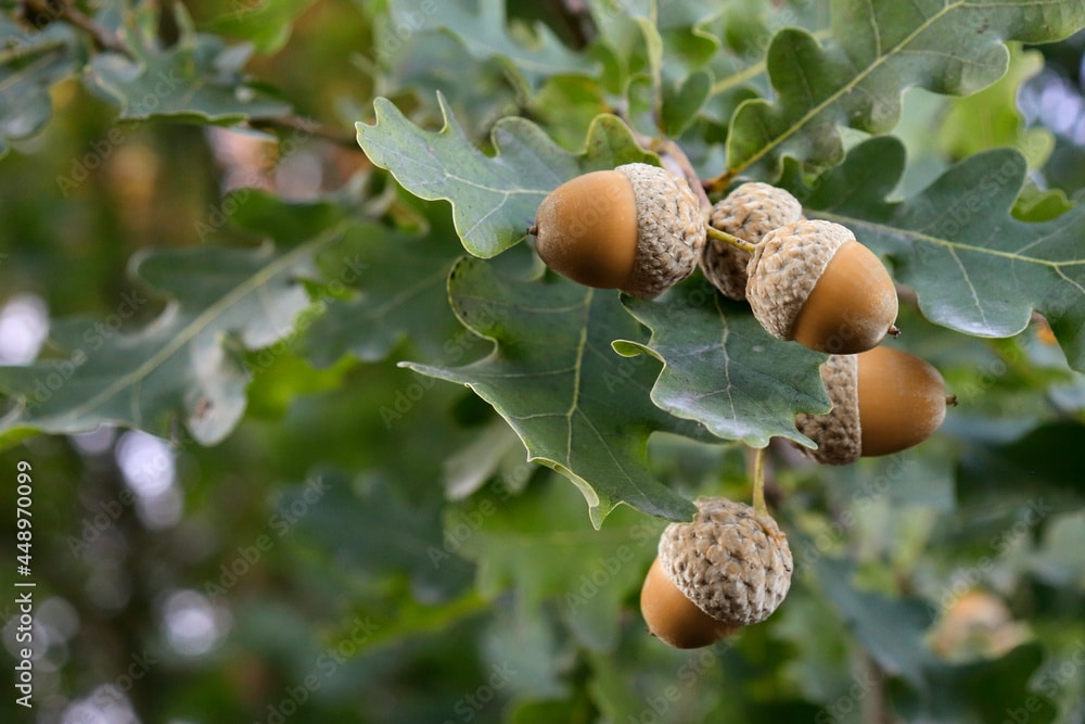 Photo of acorns on Oak tree.